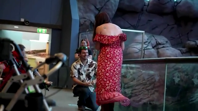 Watch Now: Couple gets engaged at Australian aquarium with help of seal